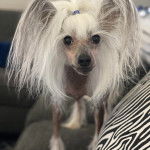 Un Crested Tzu au pelage blanc, debout dans un canapé et regardant la caméra 