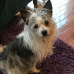 Un Crested Tzu au pelage tricolore, assis sur un tapis et regardant la caméra 