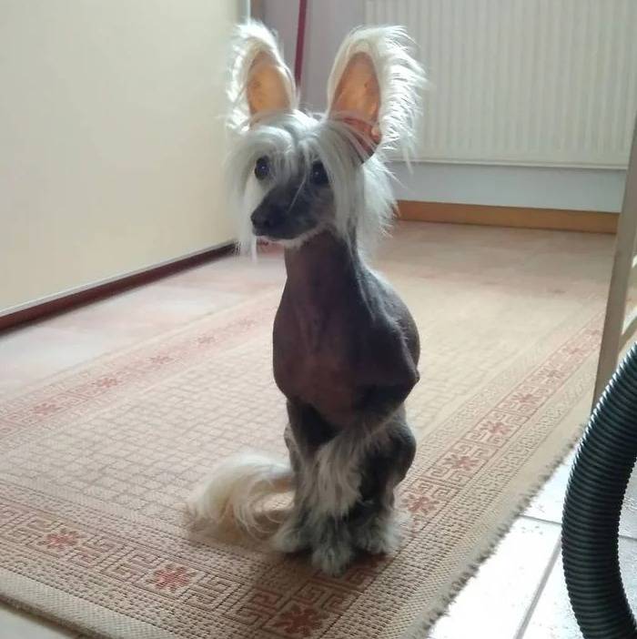 Un Crested Tzu au pelage bicolore, assis sur un tapis 