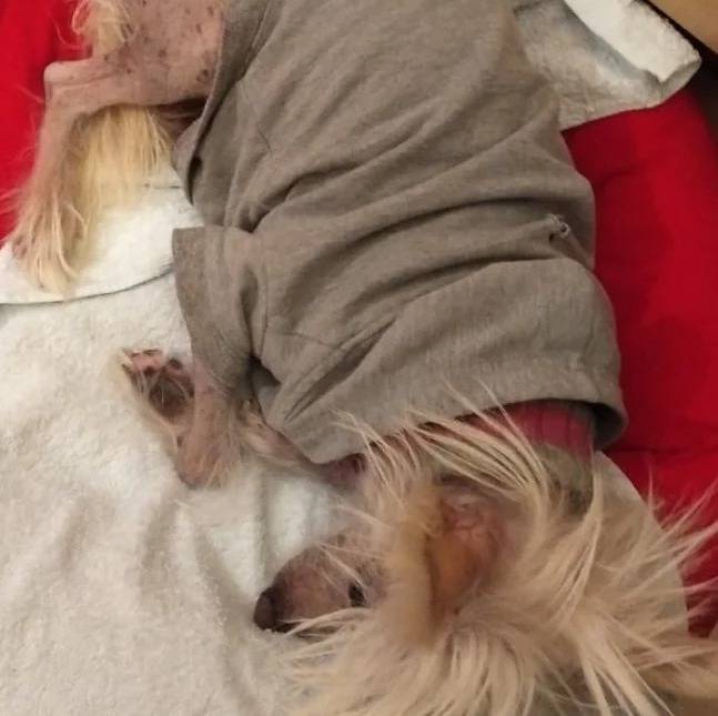 Un Crested Tzu au pelage bicolore, allongé sur un lit et portant un habit pour chien et semblant dormir