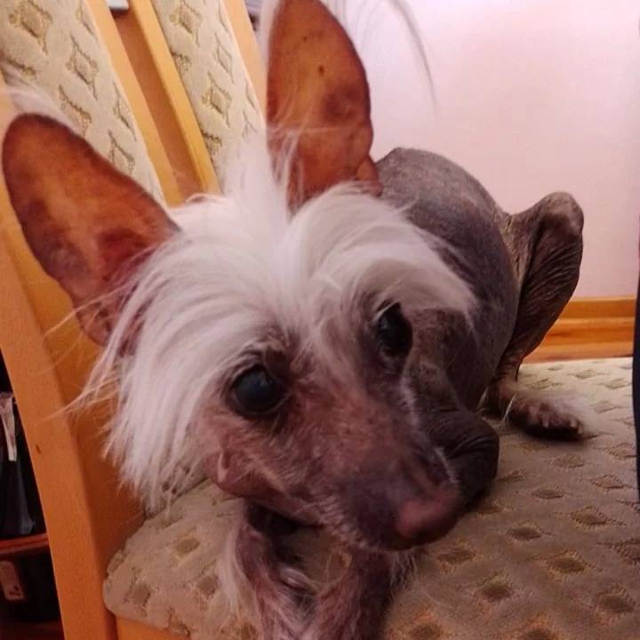 Un Crested Tzu au pelage bicolore, allongé sur une chaise et semblant détendu