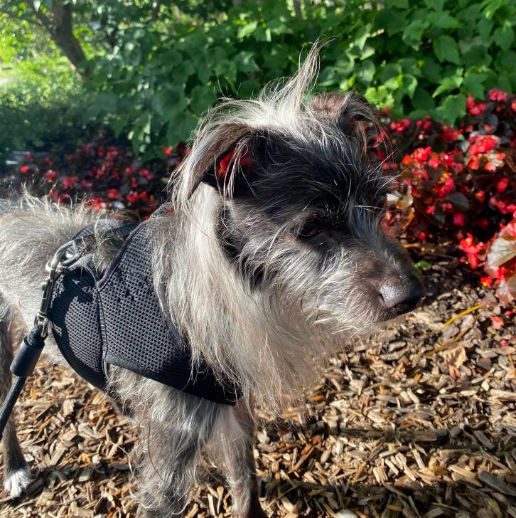 Un Crested Tzu au pelage bicolore, debout sur un tas de feuilles mortes et qui est tenu en laisse