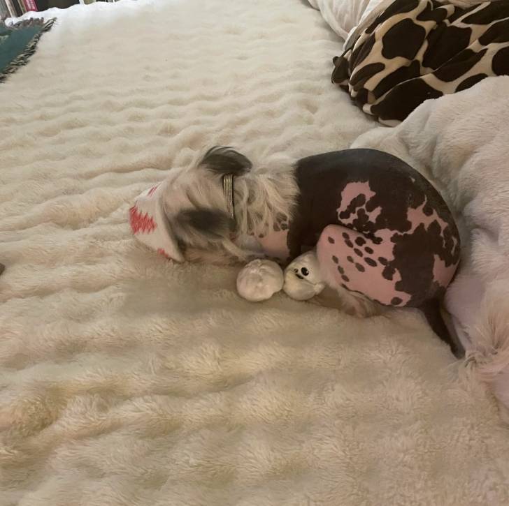 Un Crested Tzu au pelage bicolore, allongé sur un lit et portant un collier autour du cou 