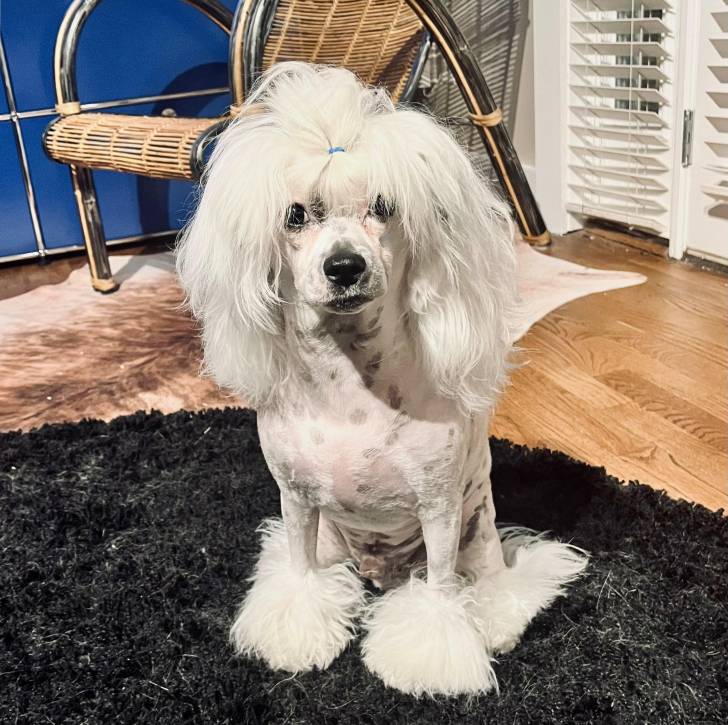 Un Crested Tzu au pelage bicolore, assis sur un tapis et regardant la caméra 