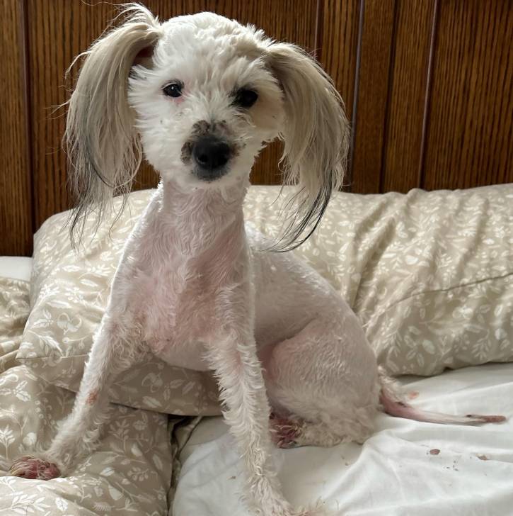 Un Crested Tzu au pelage bicolore, assis sur un lit et regardant la caméra