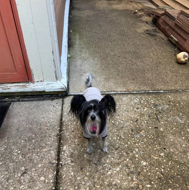 Un Crested Tzu au pelage bicolore, debout sur une surface bitumée et portant un habit pour chien