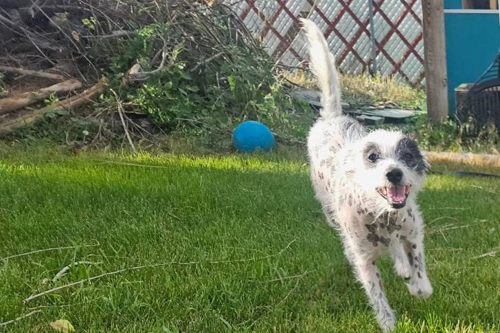 Un Crested Tzu courant sur un terrain herbeux et ayant la gueule ouverte 