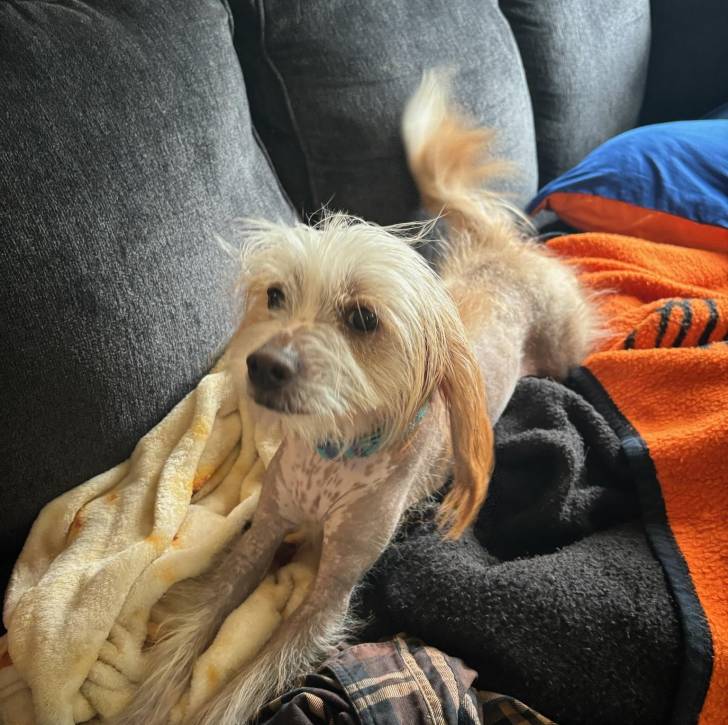 Un Crested Tzu au pelage bicolore, allongé sur un canapé et regardant la caméra