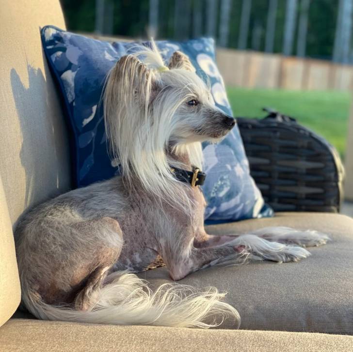 Profil d'un Crested Tzu au pelage bicolore, allongé sur un canapé et portant un collier autour du cou 