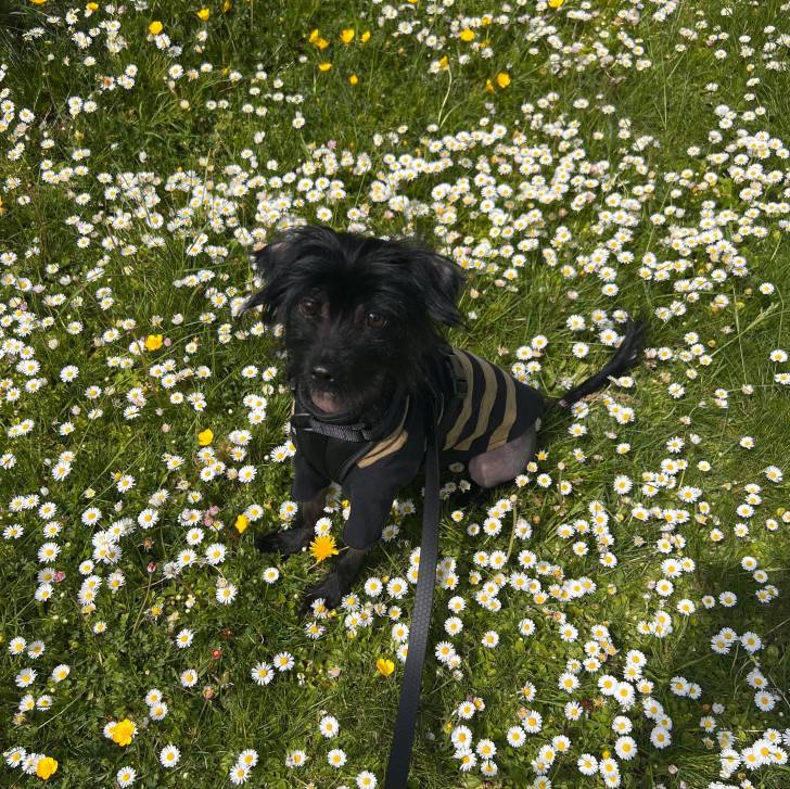 Un Crested Tzu au pelage noir, assis dans un jardin, portant un harnais et qui est tenu en laisse 
