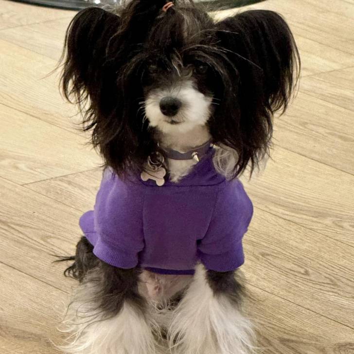 Un Crested Tzu au pelage bicolore, assis sur un plancher en bois, portant un habit pour chien et ayant un collier autour du cou 