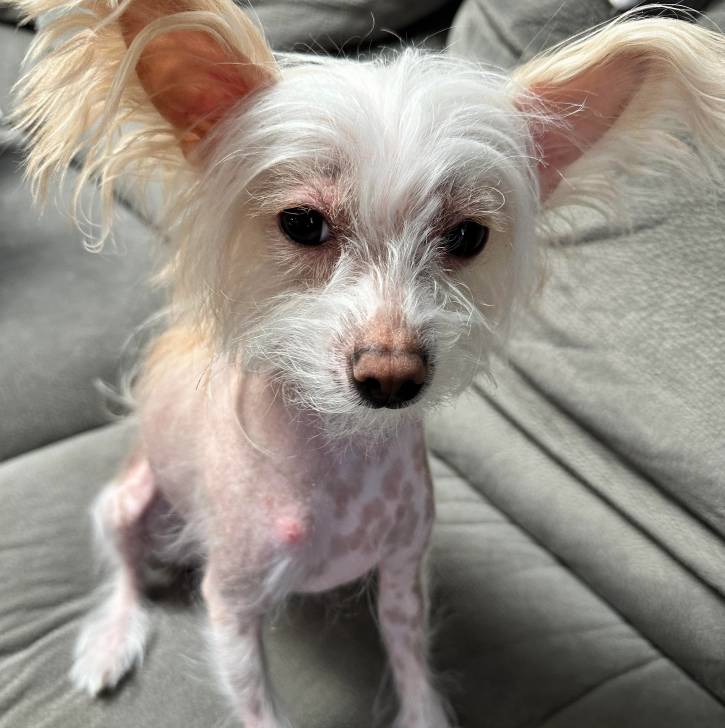 Un Crested Tzu au pelage bicolore, assis sur un canapé et semblant détendu