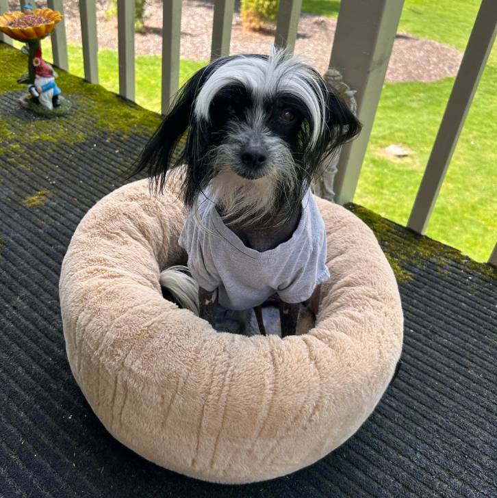Un Crested Tzu au pelage bicolore, assis dans sa couchette et portant un habit pour chien