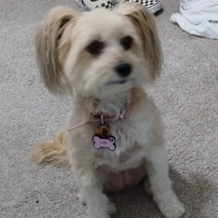 Un Crested Tzu au pelage bicolore, assis sur un tapis et portant un collier autour du cou