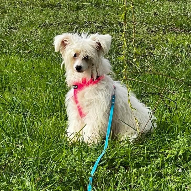 Un Crested Tzu au pelage bicolore, assis sur un terrain herbeux, portant un harnais et qui est tenu en laisse