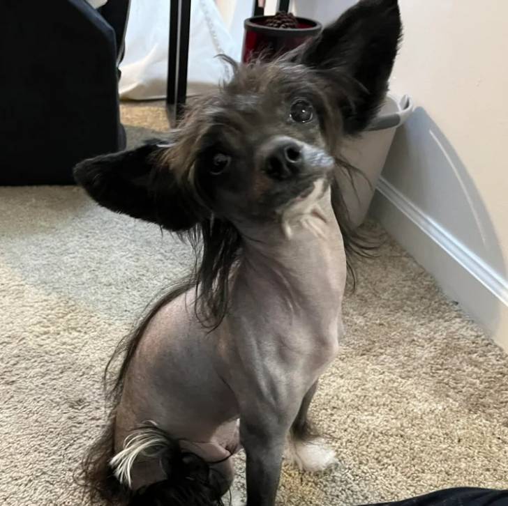 Un Crested Tzu au pelage bicolore, assis sur un tapis et regardant vers le haut 