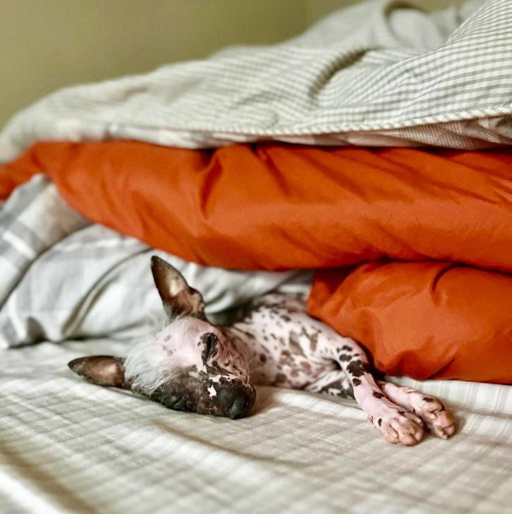 Un Crested Tzu au pelage bicolore, allongé sur sous une pile de couverture et semblant dormir