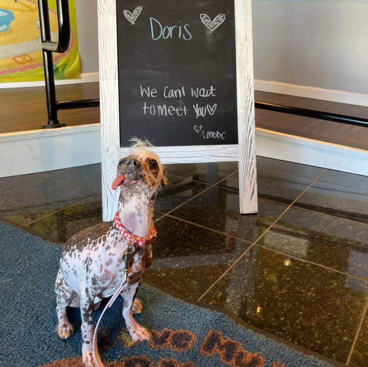 Un Crested Tzu assis sur un tapis, ayant la langue pendante et qui est tenu en laisse