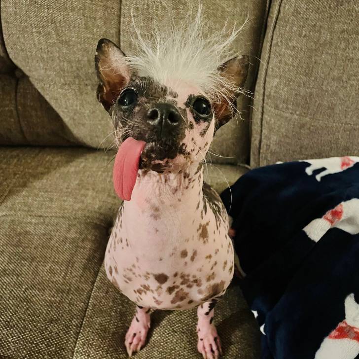 Un Crested Tzu au pelage bicolore, assis sur un canapé et ayant la langue pendante 