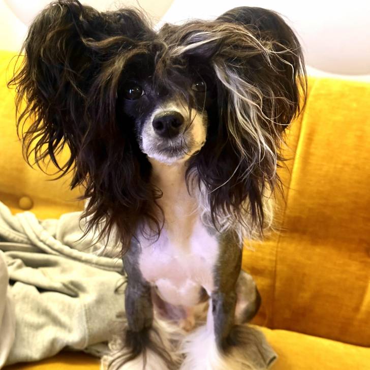 Un Crested Tzu au pelage tricolore, assis sur un canapé et regardant la caméra