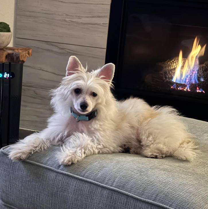 Un Crested Tzu au pelage bicolore, allongé sur un canapé et portant un collier autour du cou