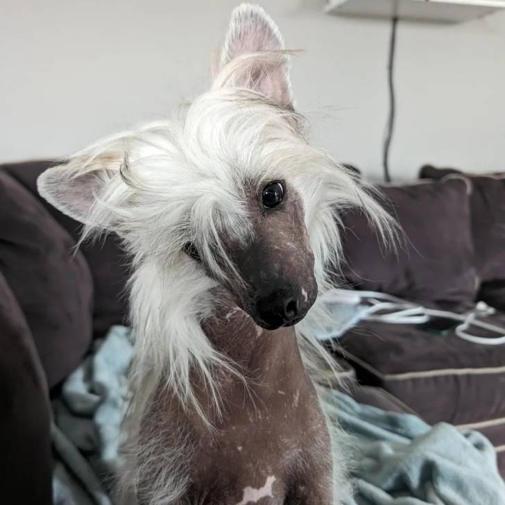 Un Crested Tzu au pelage bicolore, assis sur un canapé et regardant la caméra 