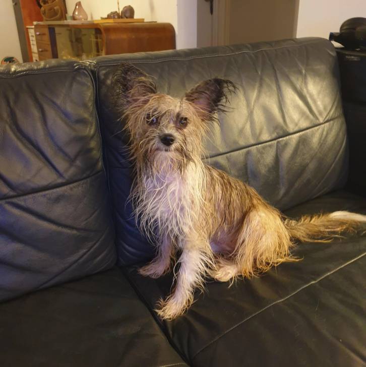 Un Crested Tzu au pelage tricolore, assis dans un canapé et regardant la caméra 