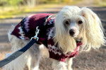 Un Crested Tzu portant un habit pour chien et qui est tenu en laisse