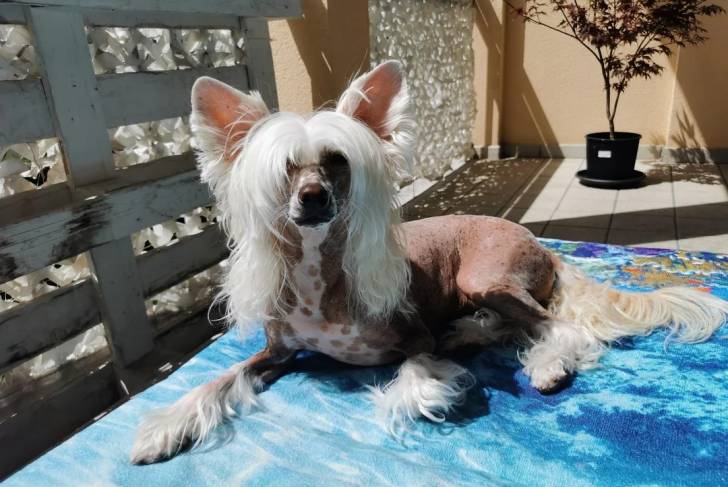 Un Crested Tzu allongé sur un lit et regardant vers la caméra