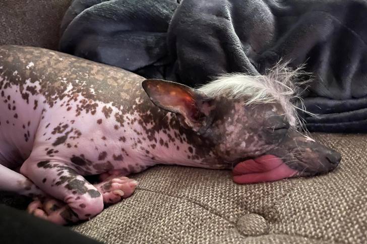 Un Crested Tzu allongé sur un canapé et ayant la langue pendante 