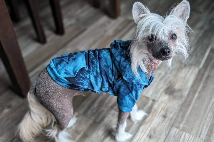 Un Crested Tzu sur un plancher et portant un habit pour chien