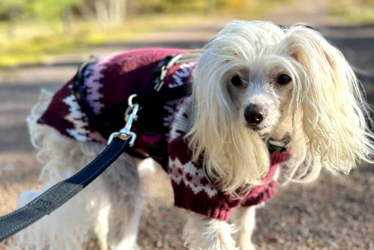 Un Crested Tzu portant un habit pour chien et qui est tenu en laisse