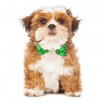 Un Daisy Dog avec un nœud papillon et assis sur un fond blanc