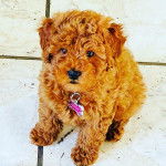 Un Daisy Dog portant un collier et assis sur un sol carrelé