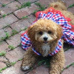 Un Daisy Dog portant une robe à carreaux et assis sur un chemin pavé de briques