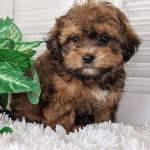 Un Daisy Dog assis sur un tapis blanc moelleux à côté d’une plante verte