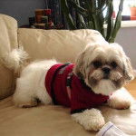 Un Daisy Dog portant un pull et allongé sur un canapé beige