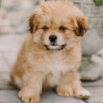 Un Daisy Dog assis sur un sol pavé à côté de plantes