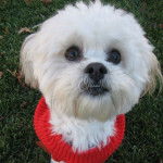 Photo de la tête d'un Daisy Dog assis sur une pelouse 