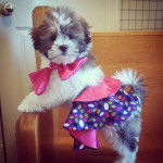 Un Daisy Dog portant une robe et posé sur une chaise en bois