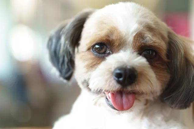 Photo en gros plan du visage de la tête d'un Daisy Dog avec sa langue sortie