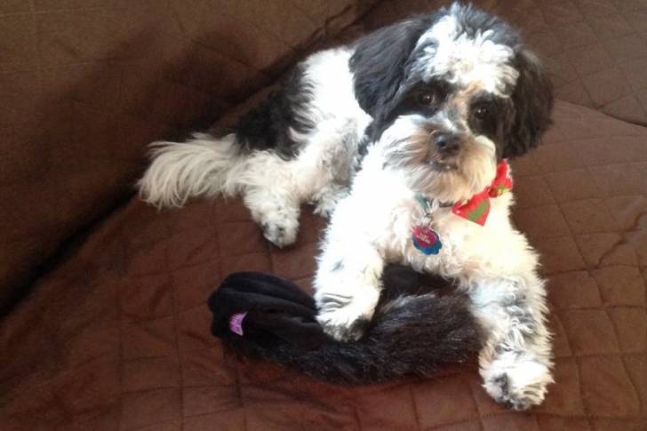 Un Daisy Dog portant un collier et allongé sur un canapé brun 