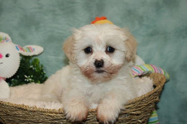 Un Daisy Dog assis dans un panier
