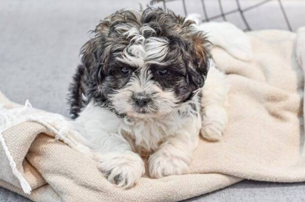 Un Daisy Dog se reposant sur un tissu qui semble doux et confortable