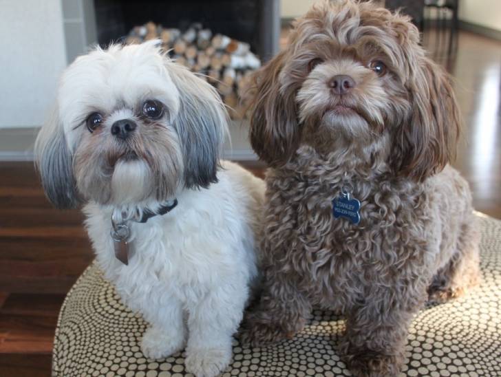 Deux Daisy Dogs portant un collier et assis côte à côte dans un salon