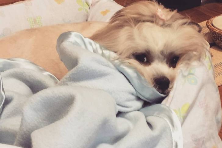 Un Daisy Dog reposant dans un lit pour chien