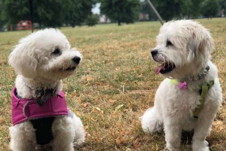 Deux Daisy Dogs assis dans un parc avec des arbres en arrière-plan