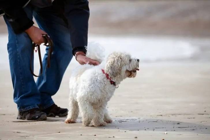 Un Daisy Dog tenu en laisse par une personne sur une plage