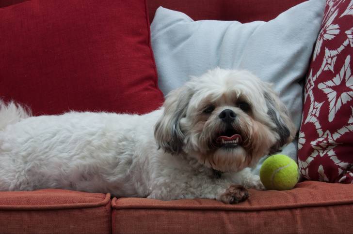 Un Daisy Dog couché sur un canapé rouge à côté d'une balle de tennis