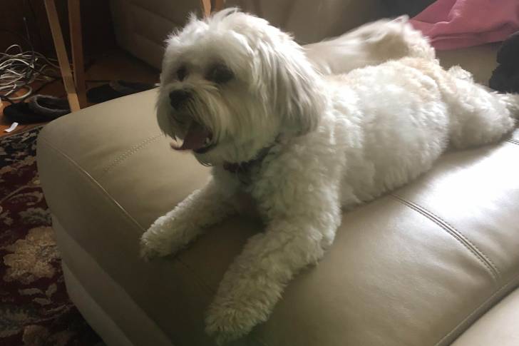 Un Daisy Dog portant un collier et allongé sur un canapé 